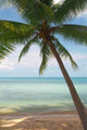 Lonely Palm Wall Decal