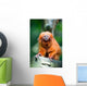 Golden Lion Tamarin