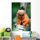 Golden Lion Tamarin