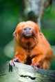 Golden Lion Tamarin