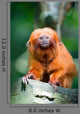 Golden Lion Tamarin