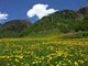Dandelion Splendor Wall Decal