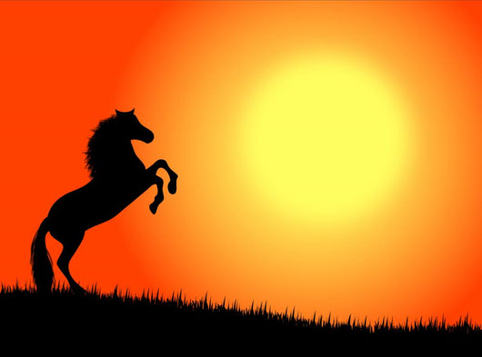 cavallo nel tramonto Wall Mural