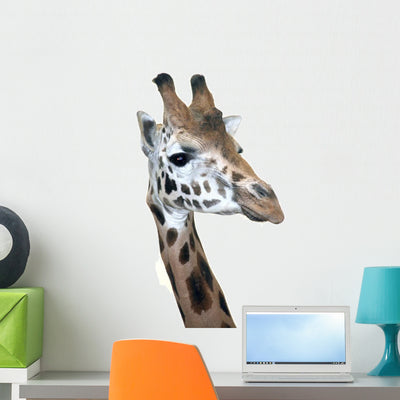 Head Rotschild Giraffe shown on a wall