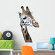 Head Rotschild Giraffe