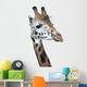 Head Rotschild Giraffe