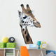Head Rotschild Giraffe