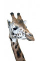 Head Rotschild Giraffe