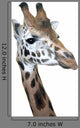 Head Rotschild Giraffe