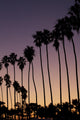 La Jolla Palms