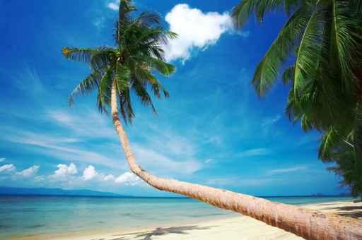 Palm and Bliss Wall Decal