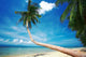 Palm and Bliss Wall Decal