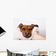 Dog After the Bath Wall Mural