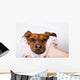 Dog After the Bath Wall Mural
