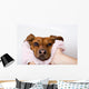 Dog After the Bath Wall Mural