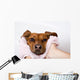 Dog After the Bath Wall Mural