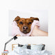 Dog After the Bath Wall Mural