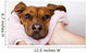 Dog After the Bath Wall Mural