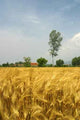 Wheat Field Wall Decal Design 1