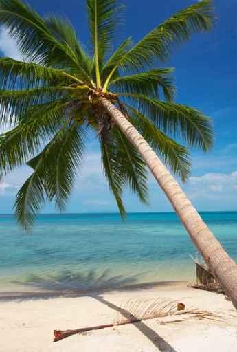 Palm Tree Wall Decal Design 1
