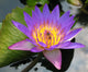 Purple Blue Lotus Flower with Bee Wall Mural