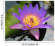 Purple Blue Lotus Flower with Bee Wall Mural