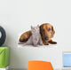 Kitten and dog dachshund Wall Decal