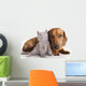 Kitten and dog dachshund Wall Decal