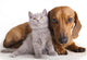 Kitten and dog dachshund Wall Decal