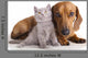 Kitten and dog dachshund Wall Decal