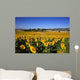 Girasoli Collina Toscana Wall Mural