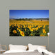 Girasoli Collina Toscana Wall Mural
