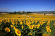 Girasoli Collina Toscana Wall Mural