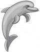 Gray Dolphin