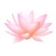 Pink Lotus or Water