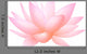 Pink Lotus or Water