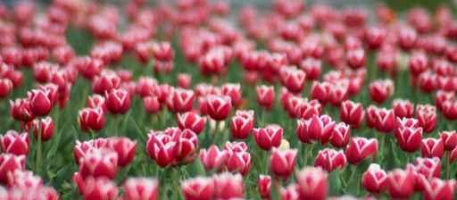 Tulips Field Wall Decal