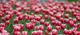Tulips Field Wall Decal