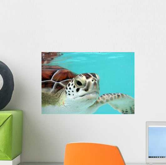 Water Turtle Wall Mural