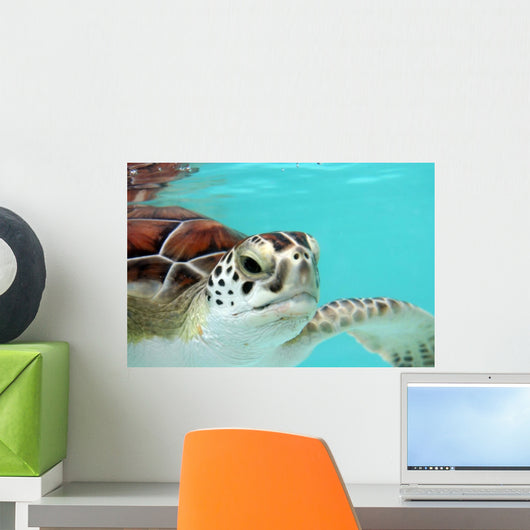 Water Turtle Wall Mural