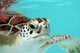 Water Turtle Wall Mural