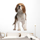 Beagle Standing in Front of White Background Wall Decal