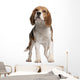 Beagle Standing in Front of White Background Wall Decal