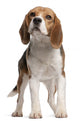 Beagle Standing in Front of White Background Wall Decal