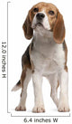 Beagle Standing in Front of White Background Wall Decal