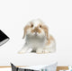 Lop rabbit Wall Decal