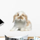 Lop rabbit Wall Decal