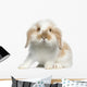 Lop rabbit Wall Decal