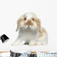 Lop rabbit Wall Decal