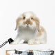 Lop rabbit Wall Decal